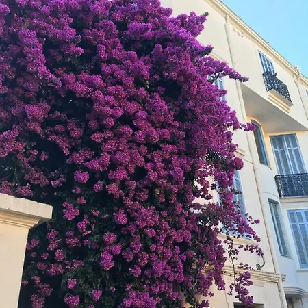 Amazing Center * Cannes